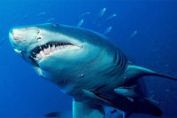 В Египте акула откусила ногу и руку туристке: жуткие кадры